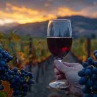 El Gobierno de Canarias convoca las ayudas del POSEI para la producción de vinos con DOP