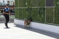 La Unidad Canina de la Policía Local de Mogán detiene a un hombre con drogas en Arguineguín