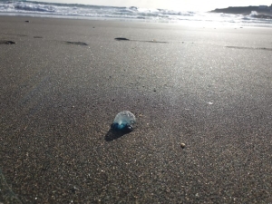 El Ayuntamiento señaliza en Playa del Hombre y Hoya del Pozo la presencia de aguavivas