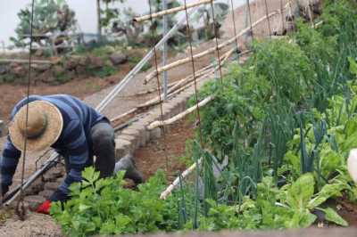 Agricultura le traslada a la Inspección de Trabajo las particularidades del campo canario en la aplicación de la normativa laboral