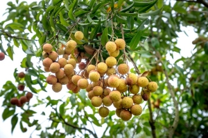 Mogán distribuye 100 árboles de longan a los agricultores del municipio