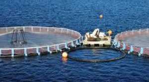 La empresa de jaulas marinas veta al alcalde de Telde y a su equipo técnico en plena crisis del litoral