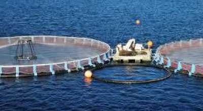 La empresa de jaulas marinas veta al alcalde de Telde y a su equipo técnico en plena crisis del litoral